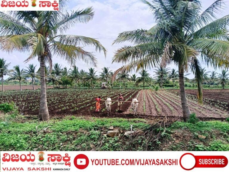 ಧಾರಾಕಾರ ಮಳೆಗೆ ಚಿಗುರೊಡೆದ ಕೃಷಿ ಕನಸು ಶಿರಹಟ್ಟಿಯಲ್ಲಿ ಭರದಿಂದ ಬಿತ್ತನೆ