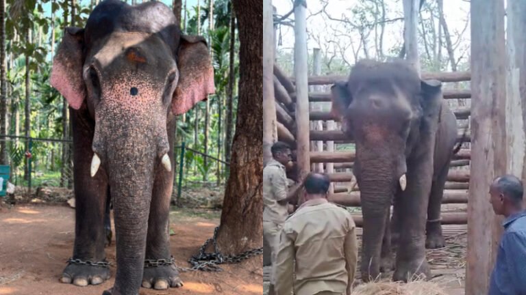 ಸಕ್ರೆಬೈಲಿನಲ್ಲಿ ವಿಕ್ರಾಂತ್ ಆನೆಗೆ ಮತ್ತೆ ಗಾಯ: ಅರಣ್ಯ ಇಲಾಖೆ ವಿರುದ್ಧ ಪರಿಸರವಾದಿಗಳ ಕಿಡಿ