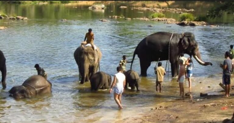 ದುಬಾರೆ ದುರಂತದ ಬಳಿಕ ಎಚ್ಚೆತ್ತ ಅರಣ್ಯ ಇಲಾಖೆ! ಆನೆ ಶಿಬಿರಗಳಿಗೆ ಹೊಸ ಸುರಕ್ಷತಾ ನಿಯಮಗಳು ಜಾರಿ