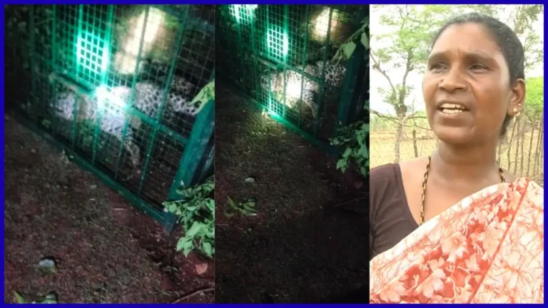 ಮೈಸೂರು ಮೃಗಾಲಯಕ್ಕೆ ಕಳಿಸಿದ್ದೇವೆ ಎಂದಿದ್ದ ನರಭಕ್ಷಕ ಚಿರತೆ ಹನೂರು ಕಾಡಿನಲ್ಲಿ ಪತ್ತೆ! ಅರಣ್ಯ ಇಲಾಖೆ ವಿರುದ್ಧ ಜನರ ಕಿಡಿ