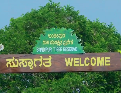 ಬಂಡೀಪುರ, ನಾಗರಹೊಳೆ ಜಂಗಲ್ ಸಫಾರಿಗೆ ಮತ್ತೆ ಗ್ರೀನ್ ಸಿಗ್ನಲ್: ರಾಜ್ಯ ಸರ್ಕಾರದಿಂದ ಪೂರ್ಣ ಪ್ರಮಾಣದಲ್ಲಿ ಪುನರಾರಂಭ