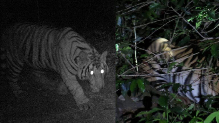 ಮುಳ್ಳಯ್ಯನಗಿರಿ ತಪ್ಪಲಿನಲ್ಲಿ ಉರುಳಿಗೆ ಸಿಕ್ಕು ಗಾಯಗೊಂಡ ಹುಲಿ ಸಂಚಾರ: ಗ್ರಾಮಸ್ಥರಿಗೆ ಎಚ್ಚರಿಕೆ