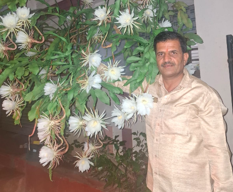 ಮನೆ ಆವರಣದಲ್ಲಿ ಬ್ರಹ್ಮಕಮಲಗಳ ಮಹಾ ವೈಭವ!