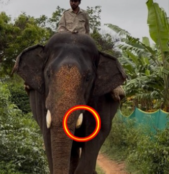 ಅಂಬಾರಿ ಆನೆ ಅಭಿಮನ್ಯುವಿನ ದಂತ ಭಗ್ನ; ಹುಲಿ ಕಾರ್ಯಾಚರಣೆ ವೇಳೆ ಅವಘಡ!