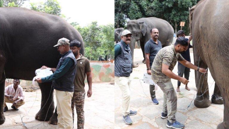 ದಸರಾ ಗಜಪಡೆಗೆ ಆರೋಗ್ಯದ ಕಠಿಣ ತಪಾಸಣೆ; ಇಸಿಜಿ, ಅಲ್ಟ್ರಾಸೌಂಡ್ ಸೇರಿ ಸಮಗ್ರ ವೈದ್ಯಕೀಯ ಪರೀಕ್ಷೆ
