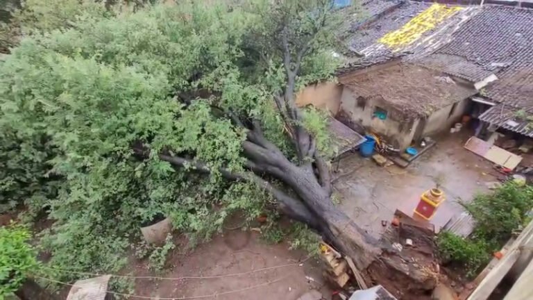 ಬೆಳಗಾವಿಯಲ್ಲಿ ಮಳೆ–ಗಾಳಿ ಆರ್ಭಟ: ಹುಣಸೆ ಮರ ಬಿದ್ದು ನಾಲ್ಕು ಮನೆಗಳಿಗೆ ಹಾನಿ!