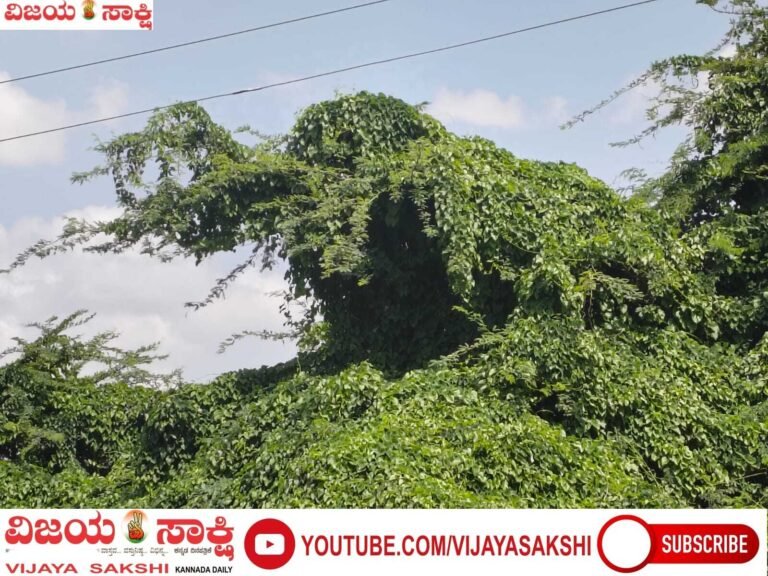 ಮೊಸಳೆಯೋ… ಆನೆಯೋ? ಪ್ರಕೃತಿಯ ಈ ಕಲಾಕೃತಿ ನೋಡಿ ಜನ ಅಚ್ಚರಿ!