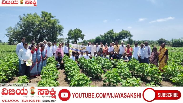 ಹತ್ತಿ ಇಳುವರಿ ಹೆಚ್ಚಿಸಲು ವೈಜ್ಞಾನಿಕ ಕೃಷಿಯೇ ಮಂತ್ರ