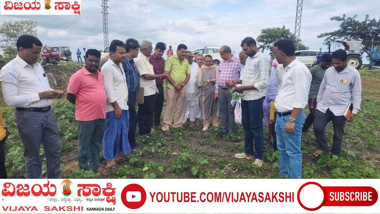 ಒಣಗುತ್ತಿರುವ ಬೆಳೆಗಳ ಪರಿಶೀಲನೆ ನಡೆಸಿದ ಜಿಲ್ಲಾಧಿಕಾರಿ