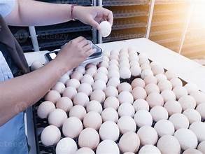 Egg Price Hike: ಸರ್ಕಾರಿ ಶಾಲೆಗಳಲ್ಲಿ ಮೊಟ್ಟೆಗೆ ಕೊಕ್? ಶಿಕ್ಷಕರಿಗೆ ಹೆಚ್ಚಿದ ಹೊರೆ!