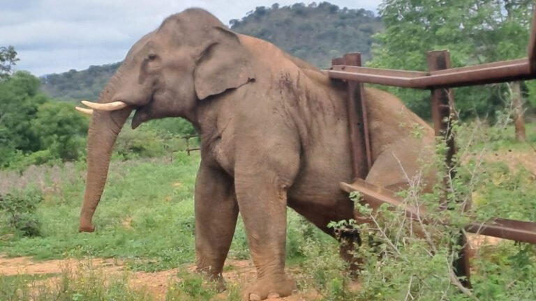 ರಾಮನಗರದಲ್ಲಿ ಭಯಾನಕ ಘಟನೆ: ರೈಲ್ವೆ ಬ್ಯಾರಿಕೇಡ್‌ನಲ್ಲಿ ಸಿಲುಕಿದ ಕಾಡಾನೆ, ಅರಣ್ಯ ಇಲಾಖೆಯಿಂದ ತೀವ್ರ ಕಸರತ್ತು!