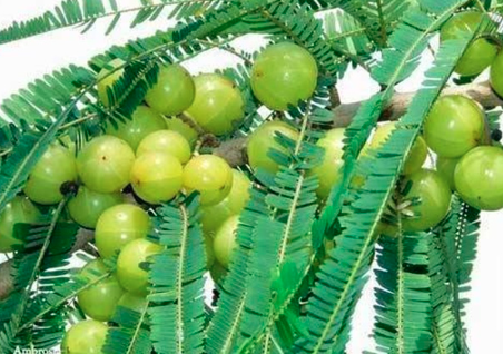 ಪ್ರತಿದಿನ ನೆಲ್ಲಿಕಾಯಿ ತಿನ್ನುವ ಮುನ್ನ ತಿಳಿಯಿರಿ! ಈ ಆರೋಗ್ಯ ಸಮಸ್ಯೆಗಳಿರುವವರು ಎಚ್ಚರಿಕೆ ವಹಿಸುವುದು ಅಗತ್ಯ