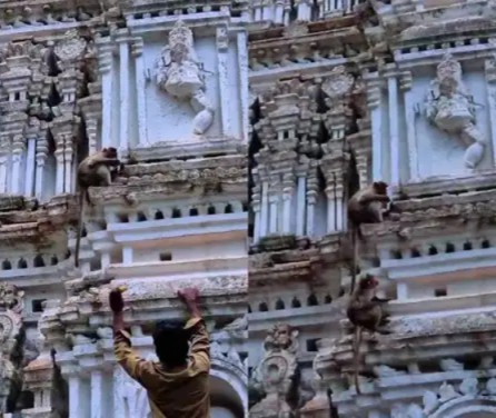 ಶಿವಗಂಗೆ ಬೆಟ್ಟದಲ್ಲಿ ಮಂಗನ ಹೈಡ್ರಾಮಾ; ಯುವತಿಯ ಮೊಬೈಲ್ ಕಸಿದು ಗೋಪುರ ಏರಿದ ಕೋತಿ!