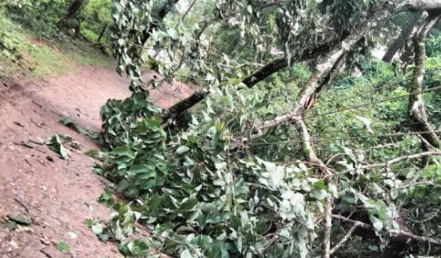 ಭಾರೀ ಗಾಳಿ-ಮಳೆಗೆ ಮರ ಮುರಿದು ಬಿದ್ದು ಕಾಲೇಜು ವಿದ್ಯಾರ್ಥಿನಿಗೆ ಗಂಭೀರ ಗಾಯ!