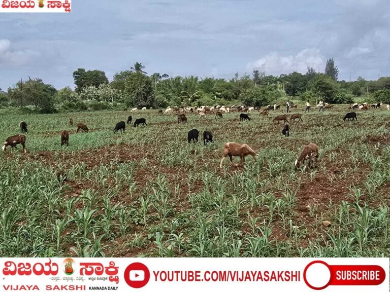 ಬೆಳೆದ ಬೆಳೆಯನ್ನೇ ನಾಶಪಡಿಸುವ ದುಃಸ್ಥಿತಿ; ರೈತನ ಕಣ್ಣೀರಿನ ಕಥೆ