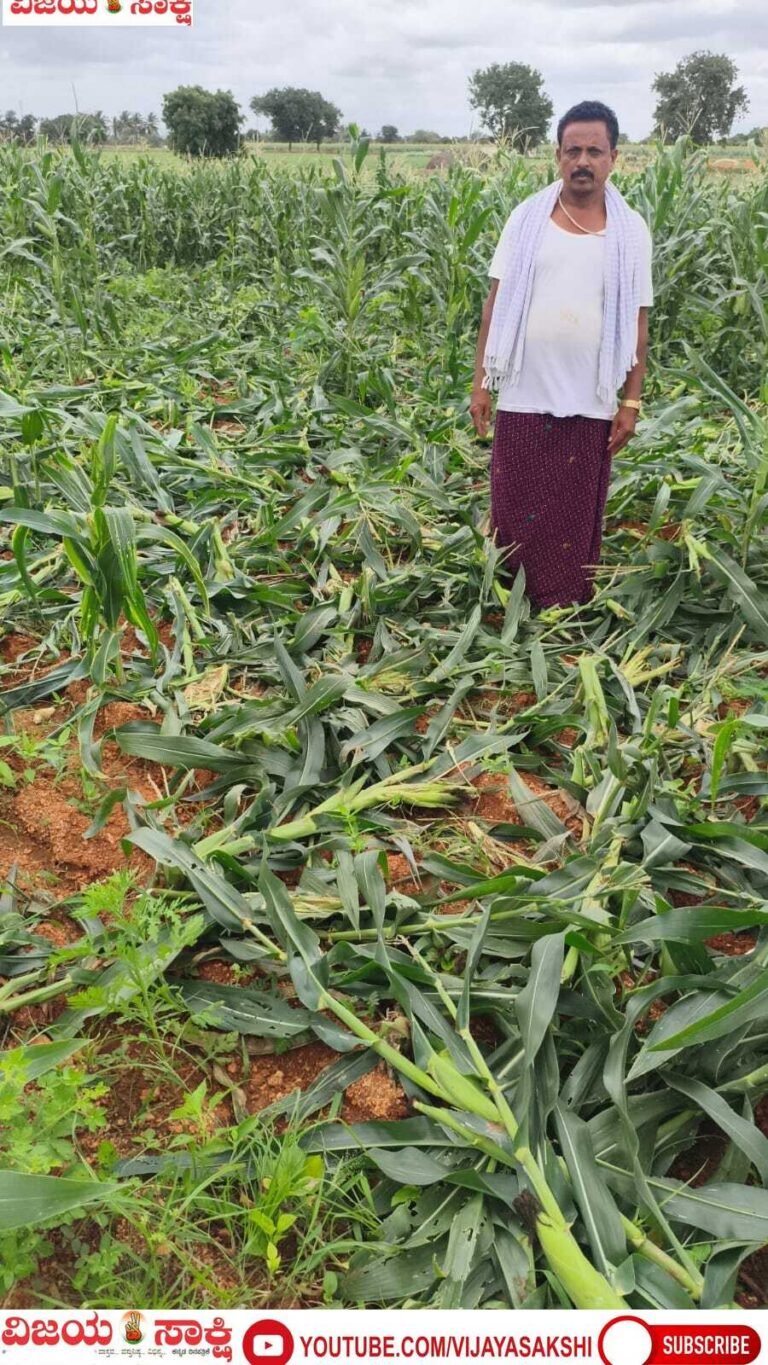 ಕಾಡುಹಂದಿಗಳ ಹಾವಳಿ: ಮೆಕ್ಕೆಜೋಳ ಬೆಳೆ ನಾಶ