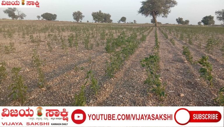 ಮೊಳಕೆಯಲ್ಲೇ ಕಮರುತ್ತಿರುವ ಈರುಳ್ಳಿ–ಮೆಣಸಿನಕಾಯಿ ಬೆಳೆ