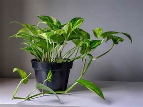 Money Plant Vastu Tips: ಮನಿ ಪ್ಲಾಂಟ್ ಯಾವ ದಿಕ್ಕಿನಲ್ಲಿ ಇಡಬೇಕು? ಸಮೃದ್ಧಿಗಾಗಿ ಈ ಮಾಹಿತಿ ತಿಳಿಯಿರಿ