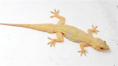 Lizard Problem Solution: ಮನೆಯಿಂದ ಹಲ್ಲಿಗಳನ್ನು ದೂರವಿಡಲು ಕೆಮಿಕಲ್ ಬೇಡ, ಈ ಗಿಡಗಳೇ ಸಾಕು!
