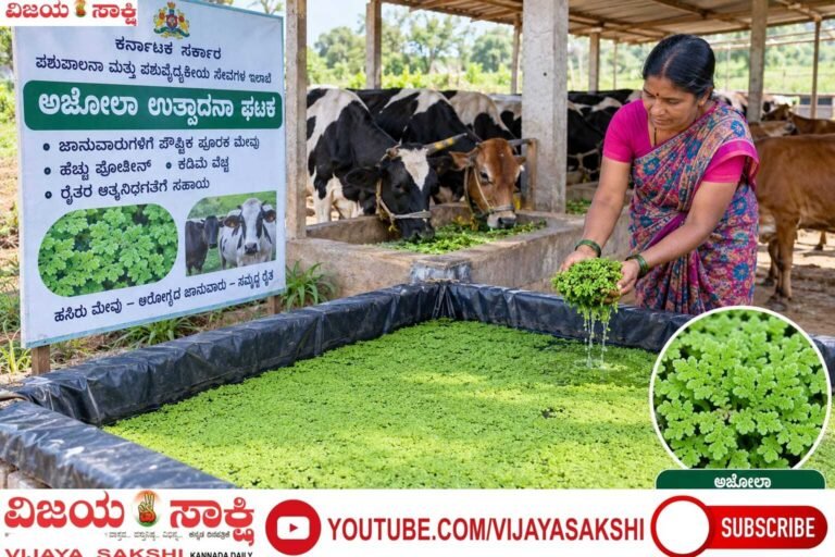 ಬರದ ನಡುವೆಯೇ ಜಾನುವಾರುಗಳಿಗೆ ‘ಅಜೋಲಾ’ ಪೌಷ್ಟಿಕ ಮೇವು!