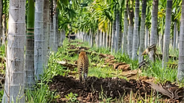 ನಿಜವಲ್ಲ, AI ಸೃಷ್ಟಿಸಿದ ಚಿರತೆ ಫೋಟೋ! ವೈರಲ್ ಮಾಡಿ ಆತಂಕ ಸೃಷ್ಟಿಸಿದ್ದ ಯುವಕ ಪೊಲೀಸರ ವಶಕ್ಕೆ!
