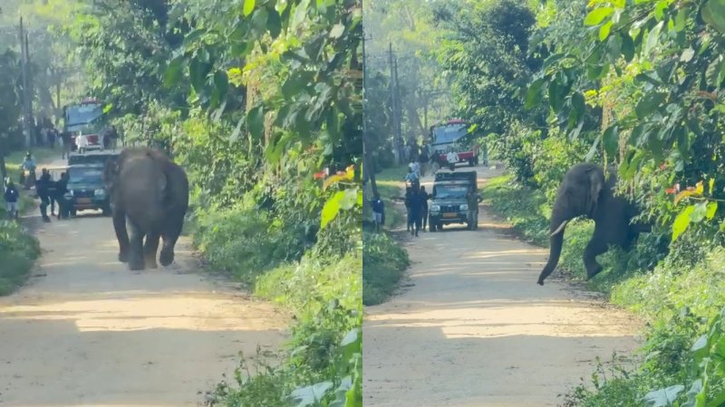 ಇಟಿಎಫ್ ಸಿಬ್ಬಂದಿಯನ್ನು ಅಟ್ಟಾಡಿಸಿದ ಮದದ ಸಲಗ: ಗಂಗಾವರದಲ್ಲಿ ಗ್ರಾಮಸ್ಥರಲ್ಲಿ ಆತಂಕ