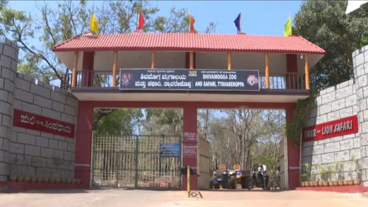 ತ್ಯಾವರೆಕೊಪ್ಪದಲ್ಲಿ ದುರಂತ; ಜನಿಸಿದ 2 ದಿನದಲ್ಲೇ ನಾಲ್ಕು ಸಿಂಹದ ಮರಿಗಳ ಸಾವು!