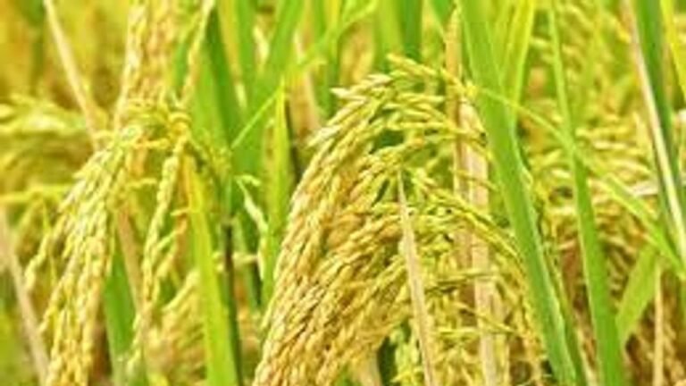 ಮುಂಗಾರು ಮಳೆ ಕೊರತೆ ಎಫೆಕ್ಟ್; ಕರ್ನಾಟಕದಲ್ಲಿ 4.28 ಲಕ್ಷ ಹೆಕ್ಟೇರ್ ಭತ್ತದ ಬಿತ್ತನೆ ಇಳಿಕೆ!