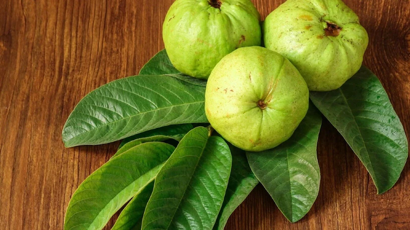 ಪ್ರತಿದಿನ ಒಂದು ಪೇರಳೆ ಹಣ್ಣು ತಿಂದರೆ ಏನಾಗುತ್ತೆ? ಆರೋಗ್ಯಕ್ಕೆ ಸಿಗುತ್ತೆ ಹಲವು ಪ್ರಯೋಜನ!