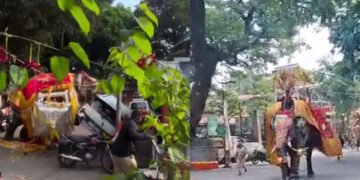 ದಸರಾ ಮೆರವಣಿಗೆಯಲ್ಲಿ ಸೋಮಣ್ಣ ಆನೆ ರಂಪಾಟ: ಅಧಿಕಾರಿಗಳಿಗೆ ಕ್ಲೀನ್‌ಚಿಟ್, ತನಿಖಾ ವರದಿಯಲ್ಲಿ ಏನಿದೆ?