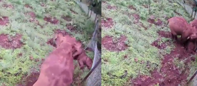 ಬೆಟ್ಟದಿಂದ ಉರುಳಿ ಬಿದ್ದು ಆನೆ ಮರಿ ಸಾವು; ಕರುಳಕುಡಿಯ ಕಳೆದುಕೊಂಡು ತಾಯಿ ಆನೆ ಗೋಳಾಟ!