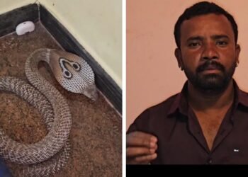 ಬೆಂಗಳೂರಿನಲ್ಲಿ ಬೆಚ್ಚಿಬೀಳಿಸುವ ಘಟನೆ: ಅಣ್ಣ-ತಂಗಿ ಮಲಗಿದ್ದ ಹಾಸಿಗೆಯಲ್ಲೇ ನಾಗರಹಾವು ಪತ್ತೆ!