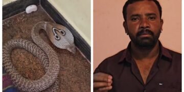 ಬೆಂಗಳೂರಿನಲ್ಲಿ ಬೆಚ್ಚಿಬೀಳಿಸುವ ಘಟನೆ: ಅಣ್ಣ-ತಂಗಿ ಮಲಗಿದ್ದ ಹಾಸಿಗೆಯಲ್ಲೇ ನಾಗರಹಾವು ಪತ್ತೆ!