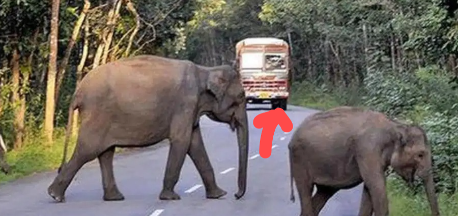 ಬಂಡೀಪುರದಲ್ಲಿ ಕಾಡಾನೆಗೆ ಲಾರಿ ಡಿಕ್ಕಿ ಹೊಡೆಯಲು ಯತ್ನ: ಚಾಲಕನಿಗೆ ₹5 ಸಾವಿರ ದಂಡ