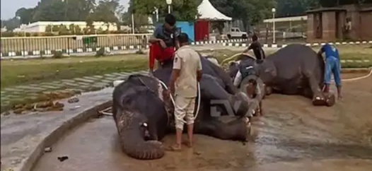 ದಸರಾ ಸಂಭ್ರಮಕ್ಕೆ ಗಜಪಡೆ ರೆಡಿ: ಏಕಲವ್ಯ, ಶ್ರೀಕಂಠನಿಗೆ ಮಜ್ಜನ! ಪಟ್ಟದ ಆನೆಗಳಿಗೆ ಬಣ್ಣದ ಸಿದ್ಧತೆ