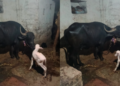 ಎಮ್ಮೆಯ ಹೊಟ್ಟೆಯಲ್ಲಿ ಹಸುವಿನ ಕರು ಹುಟ್ಟಿತಾ? ರೈತನ ಮನೆಯಲ್ಲಿ ಅಚ್ಚರಿ, ಗ್ರಾಮಸ್ಥರಲ್ಲಿ ಹೆಚ್ಚಿದ ಕುತೂಹಲ!