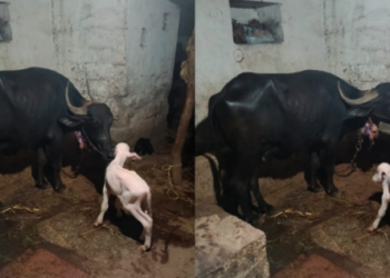 ಎಮ್ಮೆಯ ಹೊಟ್ಟೆಯಲ್ಲಿ ಹಸುವಿನ ಕರು ಹುಟ್ಟಿತಾ? ರೈತನ ಮನೆಯಲ್ಲಿ ಅಚ್ಚರಿ, ಗ್ರಾಮಸ್ಥರಲ್ಲಿ ಹೆಚ್ಚಿದ ಕುತೂಹಲ!