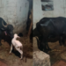 ಎಮ್ಮೆಯ ಹೊಟ್ಟೆಯಲ್ಲಿ ಹಸುವಿನ ಕರು ಹುಟ್ಟಿತಾ? ರೈತನ ಮನೆಯಲ್ಲಿ ಅಚ್ಚರಿ, ಗ್ರಾಮಸ್ಥರಲ್ಲಿ ಹೆಚ್ಚಿದ ಕುತೂಹಲ!
