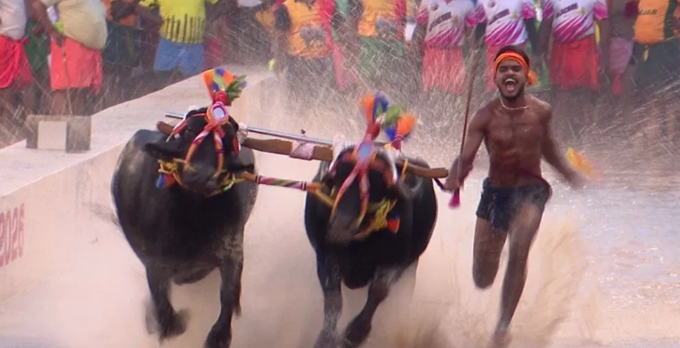 ಮೈಸೂರಿನಲ್ಲಿ ಮೊದಲ ಬಾರಿ ದಸರಾ ಕಂಬಳ: ಚಿನ್ನದ ಪದಕ ಗೆದ್ದ ಸಸಿಹಿತ್ಲು ಕೋಣಗಳು!