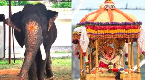 ಅಭಿಮನ್ಯು ನಿವೃತ್ತಿ ಬಳಿಕ ಅಂಬಾರಿ ಹೊರೋದು ಯಾರು? 5,530 ಕೆ.ಜಿ. ತೂಕದ ಧನಂಜಯನ ಮೇಲೆ ಕಣ್ಣು!