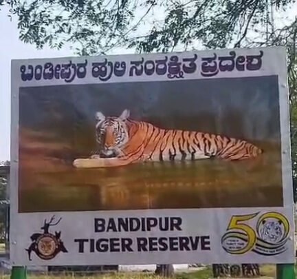ಬಂಡೀಪುರದಲ್ಲಿ ಕಳ್ಳಬೇಟೆಗಾರರ ಕಾಟ? ಉರುಳಿಗೆ ಬಲಿಯಾದ ಹುಲಿ, ಆನೆಯ ದಂತಗಳು ನಾಪತ್ತೆ!