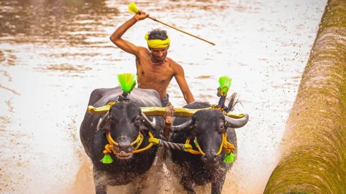 Mysore Dasara 2026: ಇಂದಿನಿಂದ 2 ದಿನ ಕಂಬಳ ಸಂಭ್ರಮ; ಸುಪ್ರೀಂ ಕೋರ್ಟ್ ಮಾರ್ಗಸೂಚಿ ಪಾಲನೆ ಕಡ್ಡಾಯ