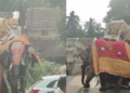ದಸರಾ ಮೆರವಣಿಗೆಯಲ್ಲಿ ಅವಾಂತರ: ಅಂಬಾರಿ ಹೊತ್ತಿದ್ದ ಸೋಮಣ್ಣನ ಆರ್ಭಟಕ್ಕೆ ಕಾರು ಜಖಂ