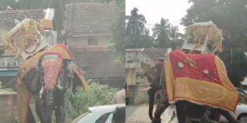 ದಸರಾ ಮೆರವಣಿಗೆಯಲ್ಲಿ ಅವಾಂತರ: ಅಂಬಾರಿ ಹೊತ್ತಿದ್ದ ಸೋಮಣ್ಣನ ಆರ್ಭಟಕ್ಕೆ ಕಾರು ಜಖಂ